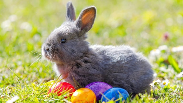 Ein Hase sitzt als Osterhase vor einem Haufen bunter Eier | Warum versteckt zu Ostern ein Hase die bunten Eier?