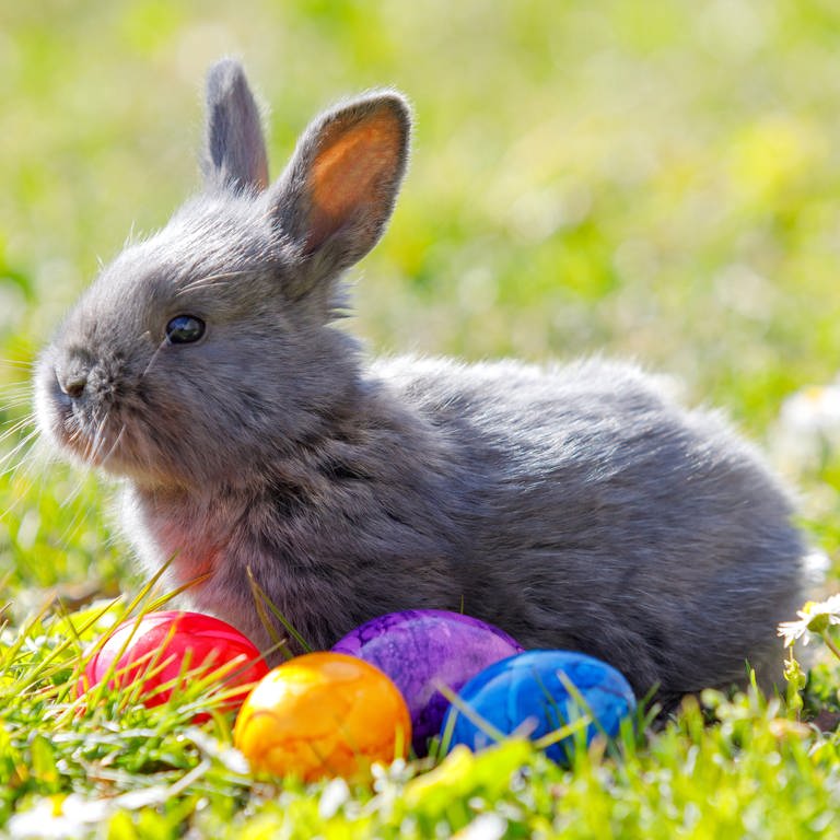 Ein Hase sitzt als Osterhase vor einem Haufen bunter Eier | Warum versteckt zu Ostern ein Hase die bunten Eier?