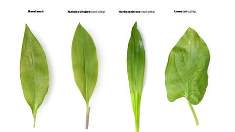 Blatt vom Bärlauch im Vergleich mit Maiglöckchen, Herbstzeitlose und Aronstab | Wie Sie Bärlauch und seine Doppelgänger erkennen