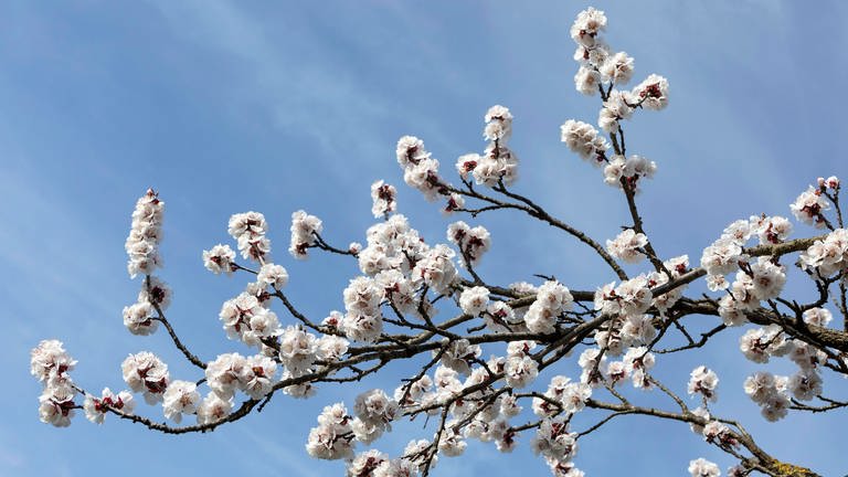 Aprikosenblüten | Kälteeinbruch: Obstbauern fürchten um ihre Ernte (Foto: picture-alliance / Reportdienste, picture alliance / CHROMORANGE | Weingartner-Foto)