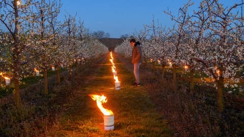 Ein Obstbauer kontrolliert Frostschutzkerzen | Kälteeinbruch: Obstbauern fürchten um ihre Ernte