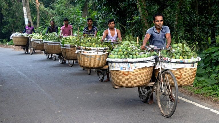 23. April: Bauern tragen mit Mangos beladene Fahrräder, um sie auf einem Markt in Kansat, Bangladesch, zu verkaufen.