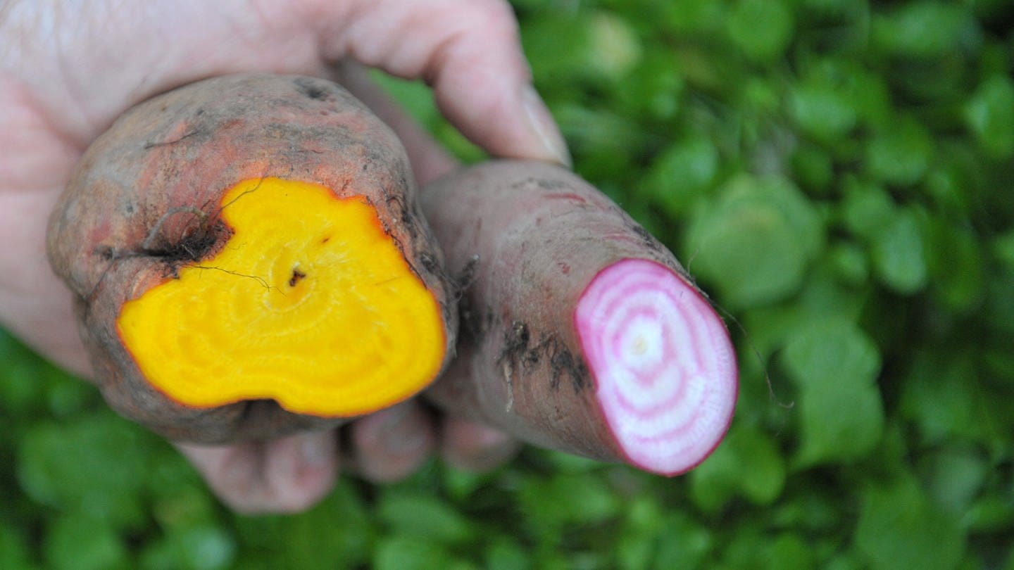Rote und Gelbe Bete | Vergessene Gemüsesorten (Foto: dpa Bildfunk, picture alliance / dpa | Carmen Jaspersen)