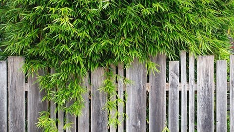 Bambusblätter wachsen über einen Zaun | Garten und Balkon allergikerfreundlich gestalten