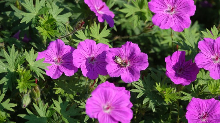 Geranien oder Storchschnäbel eignen sich gut für Allergiker | Garten und Balkon allergikerfreundlich gestalten