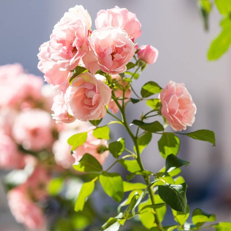 Rosenstrauch im Frühling | Was Sie nach den Eisheiligen im Garten erledigen können