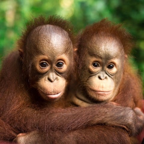 Der tropische Regenwald wird zerstört, Orang-Utans sterben aus. Welche Rolle dabei Palmöl spielt, verrät Julia Cissewski in SWR1 Leute. Sie gründete den Verein Orang-Utans in Not. (Foto: dpa Bildfunk, picture alliance/dpa/BOSF/BOS Schweiz | Björn Vaughn)