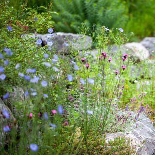 Landschaftsarchitektin Stella Friede ist zu Gast in SWR1 Leute. Sie verrät, wie sich ein naturnaher Garten gestalten lässt für Menschen, Tiere und Pflanzen. (Foto: NaturGartenverein  )
