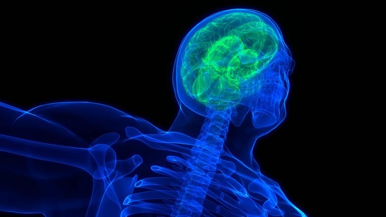 Computergrafik eines Gehirns im menschlichen Körper zum Thema Neurowissenschaft - ein gelb-grünes 3D-Bild des Gehirns erscheint im transparent-blauen Bild von Oberkörper und Kopf