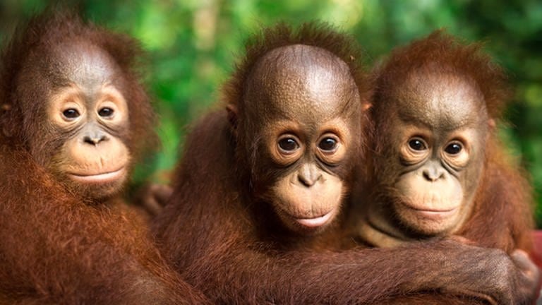 Der tropische Regenwald wird zerstört, Orang-Utans sterben aus. Welche Rolle dabei Palmöl spielt, verrät Julia Cissewski in SWR1 Leute. Sie gründete den Verein Orang-Utans in Not.