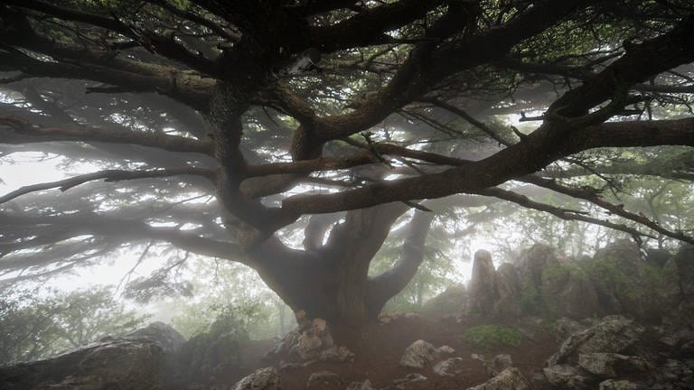 Zeder im Nebel - aufgenommen im Al-Chouf-Naturreservat