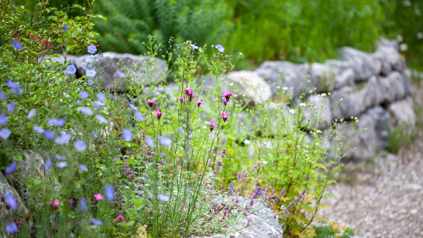 Landschaftsarchitektin Stella Friede ist zu Gast in SWR1 Leute. Sie verrät, wie sich ein naturnaher Garten gestalten lässt für Menschen, Tiere und Pflanzen. (Foto: NaturGartenverein)