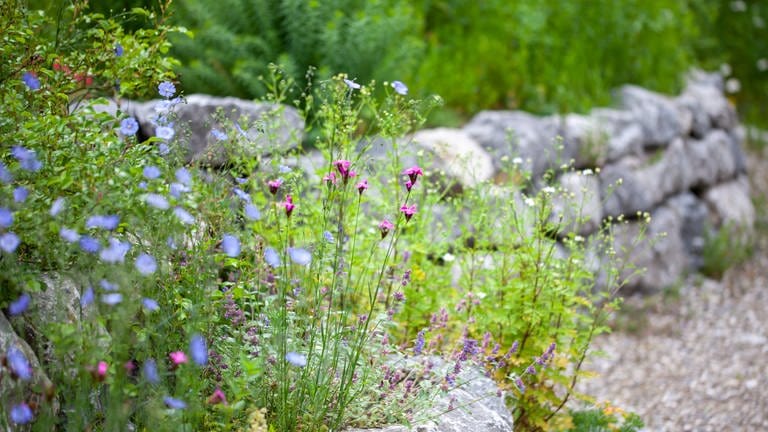 Landschaftsarchitektin Stella Friede ist zu Gast in SWR1 Leute. Sie verrät, wie sich ein naturnaher Garten gestalten lässt für Menschen, Tiere und Pflanzen.
