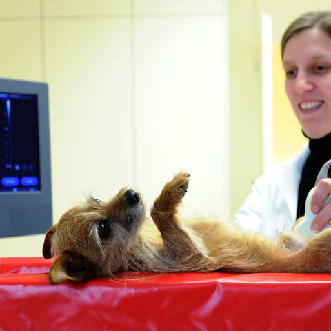 Tierärztin untersucht einen Terrier mit Ultraschallgerät (Foto: dpa Bildfunk, Picture Alliance)