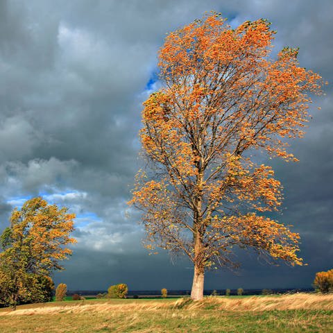 Bäume biegen sich im Wind. (Foto: IMAGO, IMAGO / Andreas Vitting)