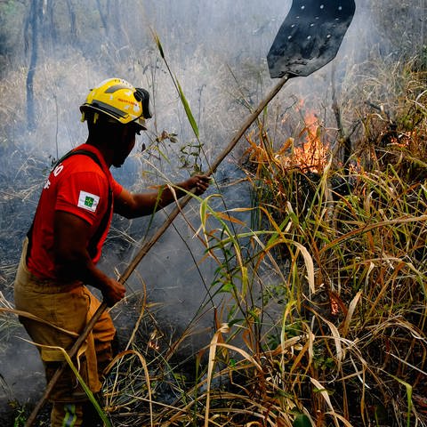 Brände in Sobradinho, Brasilien (Foto: IMAGO, IMAGO / Fotoarena)
