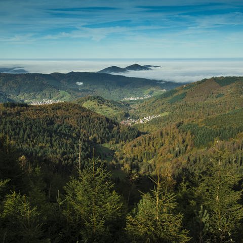 Panoramablick ins Murgtal, Schwarzwald, Baden-Württemberg (Foto: IMAGO, IMAGO / imagebroker)