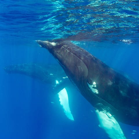 Wale im Meer (Foto: IMAGO, IMAGO / robertharding)