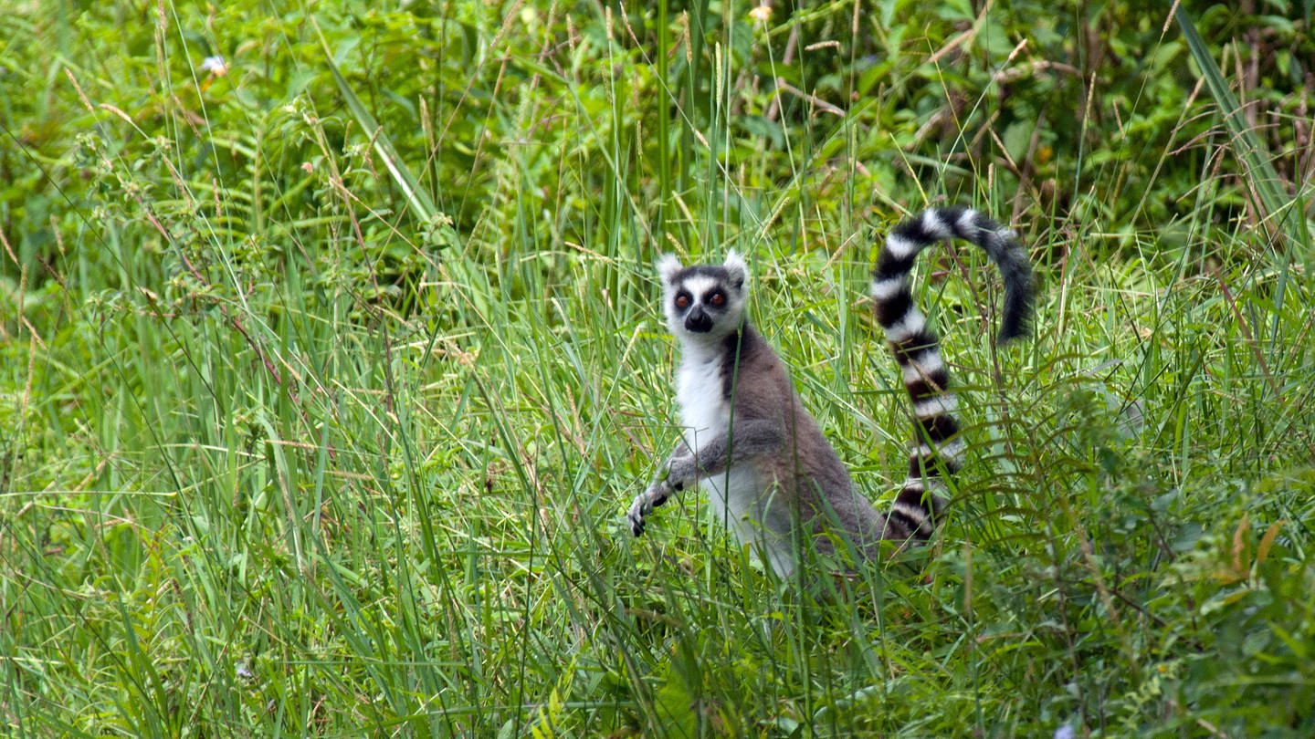 Katta (Lemur catta), steht aufrecht am Waldrand, Madagaskar (Foto: picture-alliance / Reportdienste, picture alliance / blickwinkel/AGAMI/R. de Haas | AGAMI/R. de Haas)