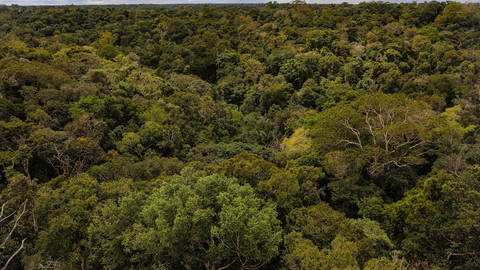 Dschungel im Amazonas (Foto: picture-alliance / Reportdienste, picture alliance/dpa/dpa-Zentralbild | Tino Plunert)