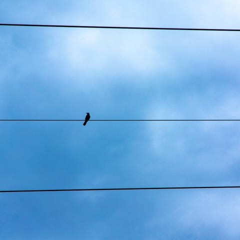 Vogel auf Stromleitung (Foto: IMAGO, IMAGO / Michael Eichhammer)