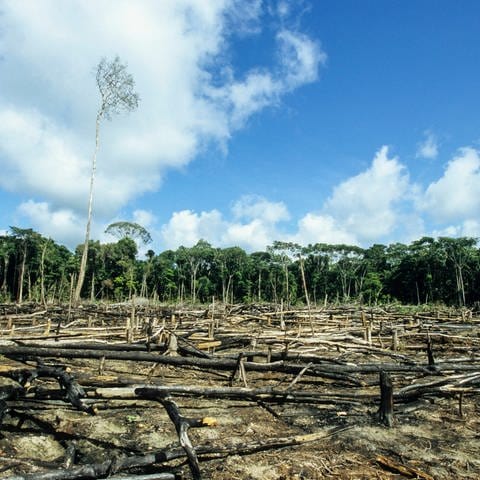 abgeholzter Regenwald, Amazonas (Foto: IMAGO, IMAGO / Joerg Boethling)