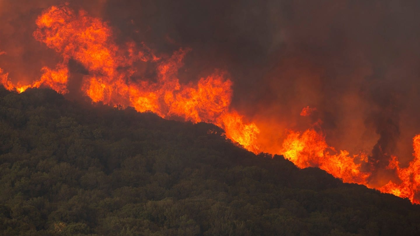 Flammen verbrennen einen Wald (Foto: dpa Bildfunk, Picture Alliance)