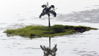 A solitary palm tree on a tiny island Lake Inya in Yangon in Myanmar. (Foto: imago images, IMAGO / Loop Images/JonxBower)