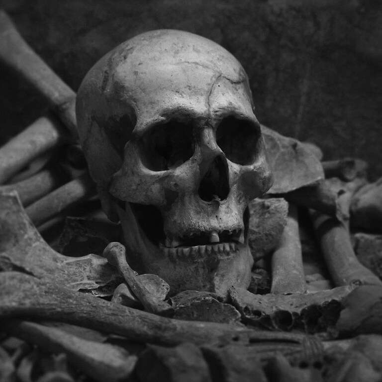 Schädel und Knochen eines Skeletts (Foto: Unsplash / Katherine Kromberg)