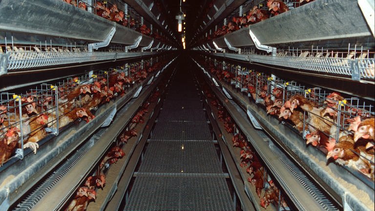 Hühner in den Käfigen einer Legefabrik (Foto: IMAGO, imago stock&people)