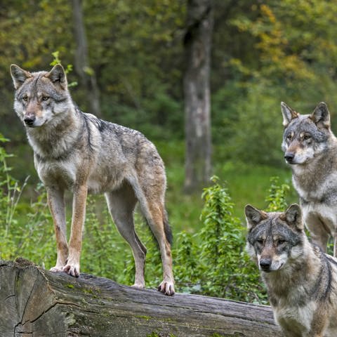 Ein Rudel von drei Wölfen steht witternd an einem Baumstumpf (Foto: IMAGO, alimdi)