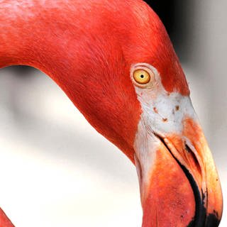 Flamingo (Foto: imago images, Zuma-Wire / Joe Burbank)