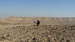 Christoph Korn bei Tonaufnahmen in der Judäischen Wüste, Israel (Foto: Christoph Korn)
