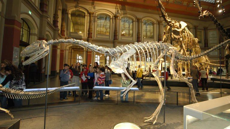 Skelette von Dinosauriern im Naturkundemuseum in Berlin (Foto: IMAGO, imago images / Schöning)