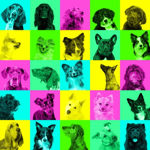 Grafik mit Hunden im Pop-Art-Stil (Foto: picture-alliance / Reportdienste, Zoonar | Erik Lam)