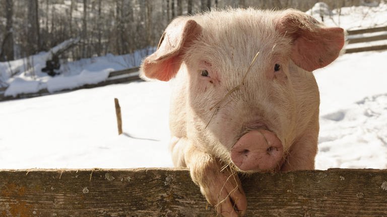 Sozial, neugierig, intelligent und gar nicht mal so schmutzig: Schweine sind viel besser als ihr Ruf. (Foto: picture-alliance / Reportdienste, Albrecht Weißer)