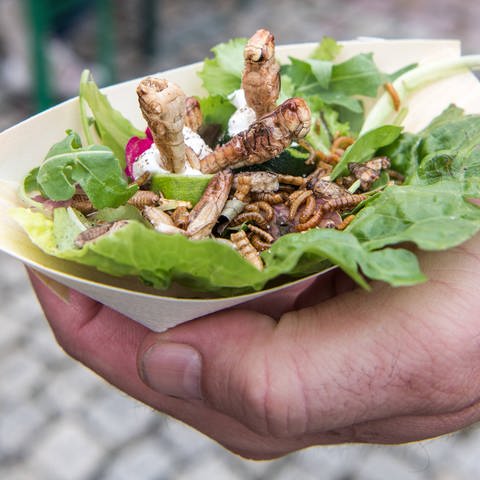 Snack mit Insekten: Ein Mann hält eine Schale mit Heuschrecken, Mehl- und Buffalowürmern auf Salat.  (Foto: IMAGO, Mario Hösel)