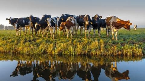 Kühe im Herbst auf einer Weide vor einem Fluss. (Foto: Getty Images, Thinkstock -)