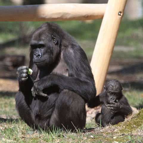 Im Zoo der Stadt Rostock bei dem Gorillajungen Moyo und seiner Mutter Zola.einer Mutter Zola. (Foto: IMAGO, IMAGO / BildFunkMV)