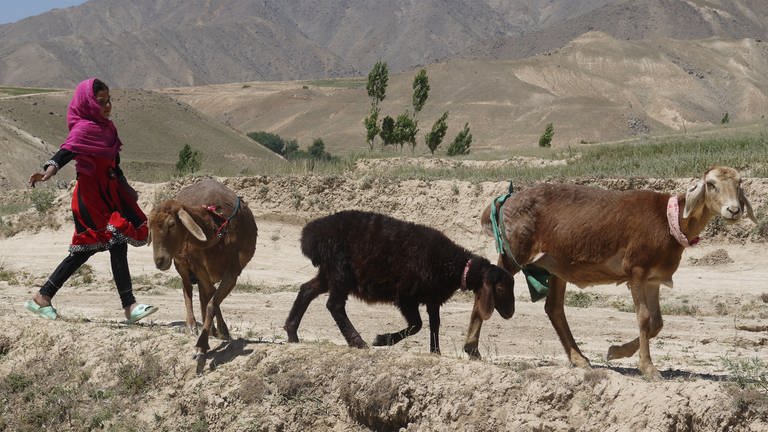 Bild einer Frau, die Ziegen vor sich hertreibt. Die Ntur ist trocken. Im Westen des Landes herrscht Dürre. (Foto: Afghanischer Frauenverein e.V.)