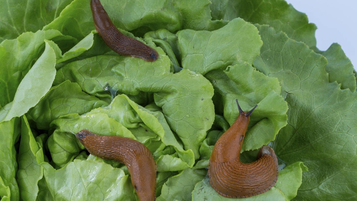 a slug in the garden eating a lettuce leaf. snail invasion in the garden