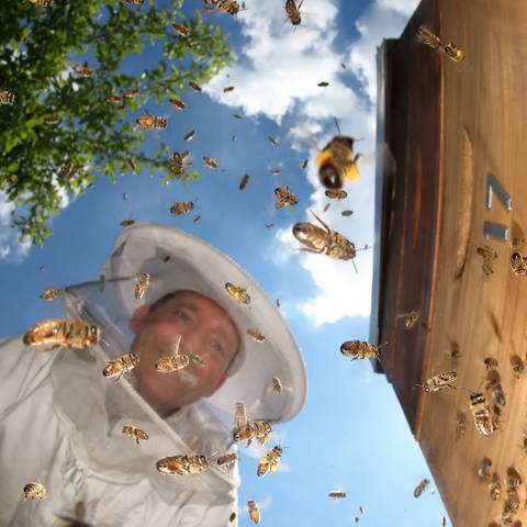 Ein Imker betrachtet glücklich sein aktives Bienenvolk (Foto: imago images, imago images / Frank Sorge)
