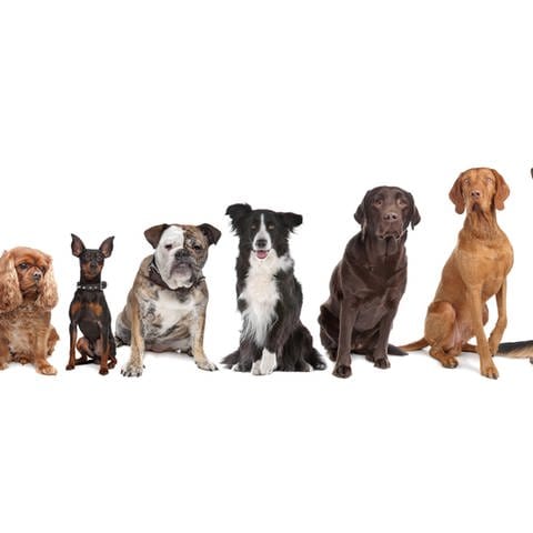 Verschiedene Hunderasse Symbolfoto (Foto: IMAGO, Shotshop)