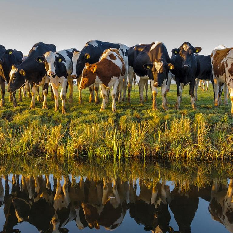 Kühe im Herbst auf einer Weide vor einem Fluss. (Foto: Getty Images, Thinkstock -)