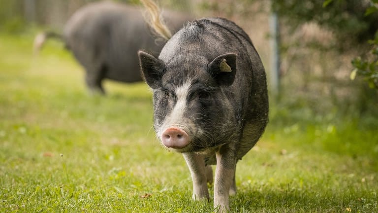 Minischweinchen Lilly und Fee (Foto: Katja Ott)