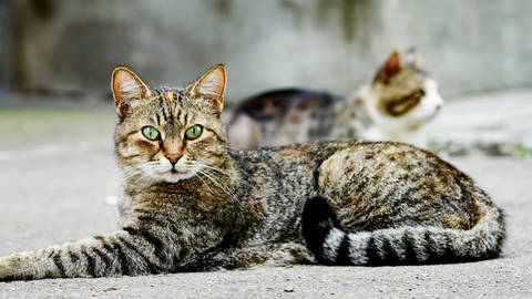 Two homeless cats Symbolfoto (Foto: IMAGO, Panthermedia)