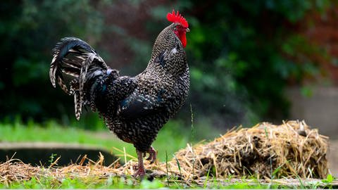 Mit rotem Kamm steht ein Hahn auf einem Misthaufen auf einem Hof in Brokeloh (Kreis Nienburg). Eine Bauernregel lautet: "Kräht der Hahn auf dem Mist, ändert sich das Wetter oder bleibt wie es ist". (Foto: picture-alliance / Reportdienste, Peter Steffen)