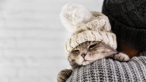 junge Katze mit kleiner Pudelmütze auf dem Kopf (Foto: IMAGO, IMAGO/imagebroker)