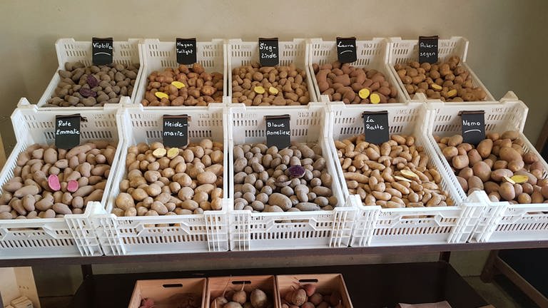 Marktstand am Hofladen (Foto: Ellenberg's Kartoffelvielfalt)