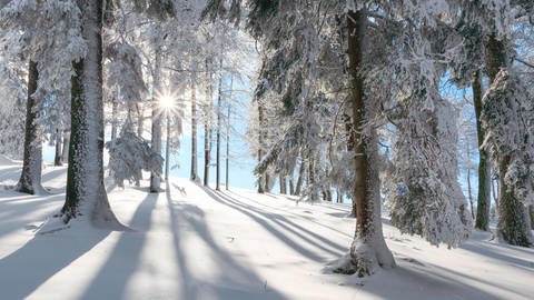 Verschneiter Tannenwald, Schweiz, Europa (Foto: IMAGO, image BROKER, Patrick Frischknecht)